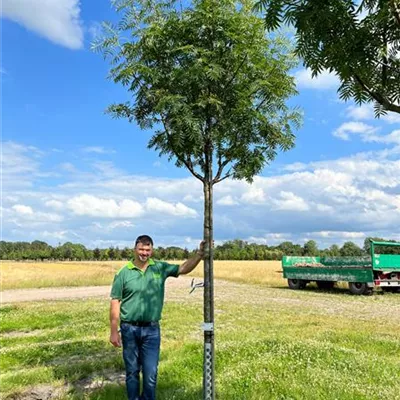 Sorbus 'Dodong' - Collection, Eberesche 'Dodong'