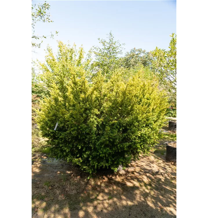 Taxus baccata 'Washingtonii' Collection, Straucheibe 'Washingtonii'