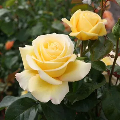  wurzelnackt - Edelrose 'Avec Amour'® - Rosa (Teehybride) 'Avec Amour'