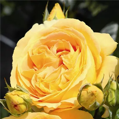  wurzelnackt - Edelrose 'Candlelight'® - Rosa (Teehybride) 'Candlelight'