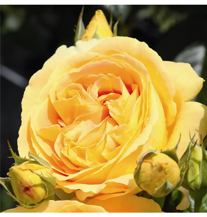 Edelrose 'Candlelight'® - Rosa (Teehybride) 'Candlelight'