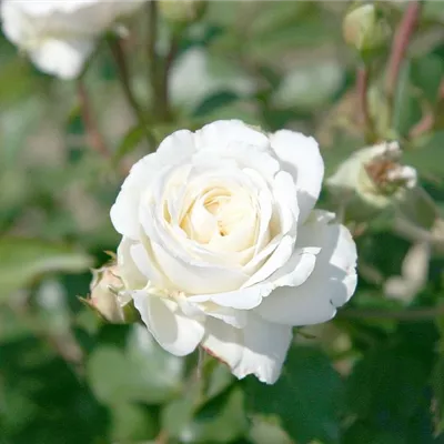  wurzelnackt - Beetrose 'Schweizer Garten' - Rosa (Floribundarose) 'Schweizer Garten'