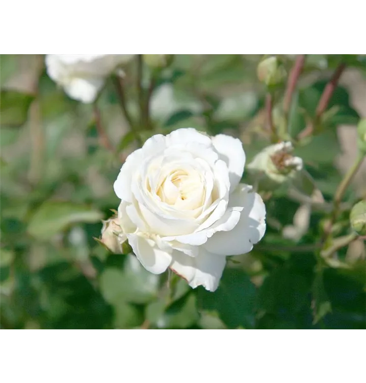 Beetrose 'Schweizer Garten' - Rosa (Floribundarose) 'Schweizer Garten'