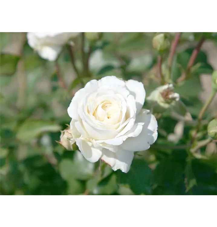 Rosier floribunda 'Schweizer Garten'