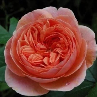  wurzelnackt - Nostalgische Rose 'Chippendale'® - Rosa (Strauchrose) 'Chippendale'