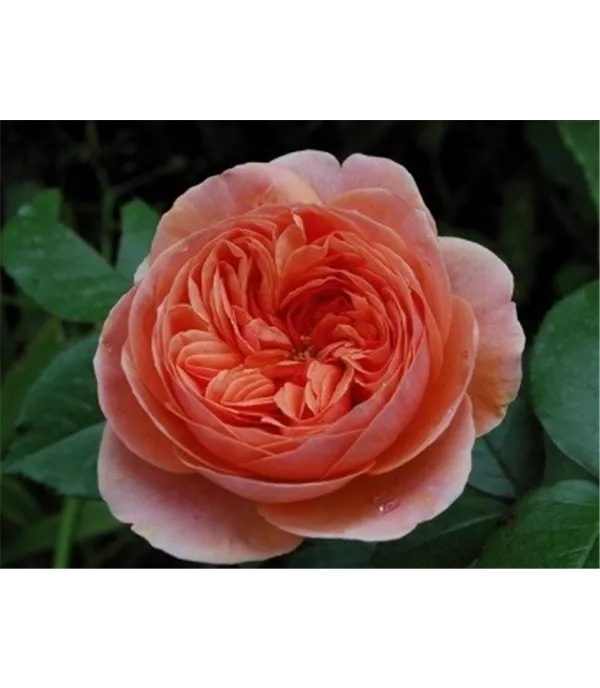 Rosa (Strauchrose) 'Chippendale'