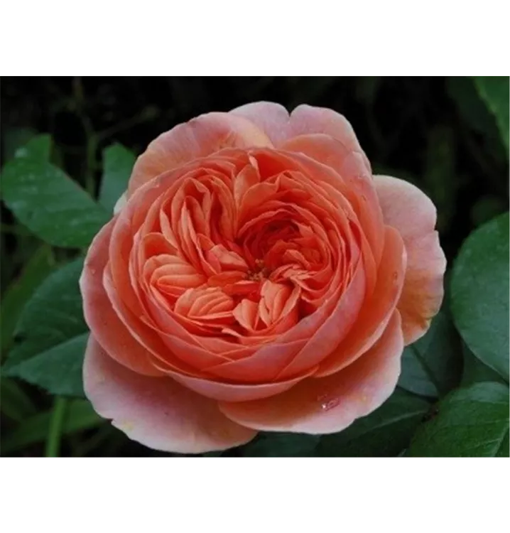 Nostalgische Rose 'Chippendale'® - Rosa (Strauchrose) 'Chippendale'