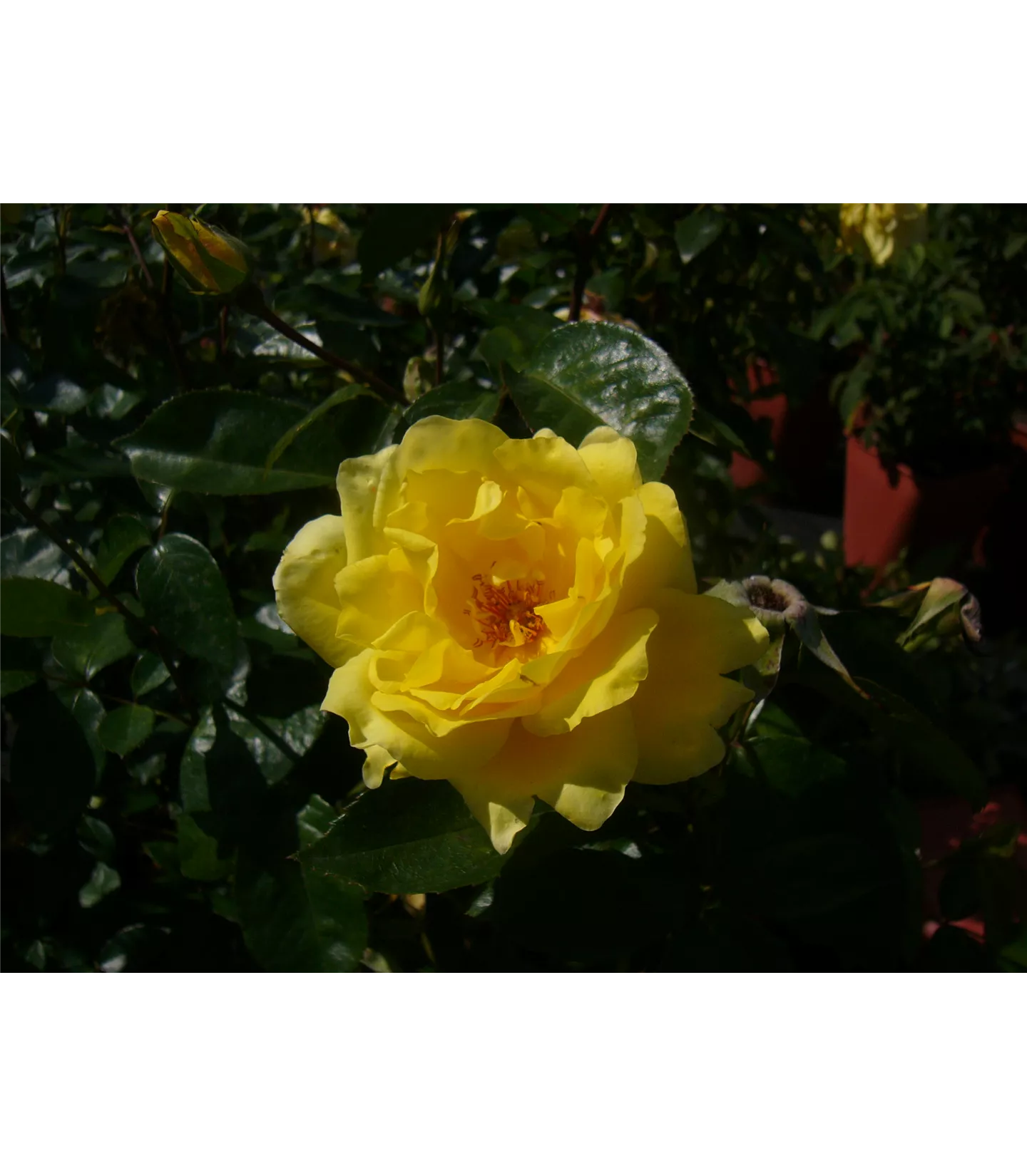 Rosa (Strauchrose) 'Golden Showers'