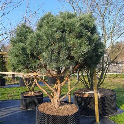 Pinus Sylvestris Watereri Schirmform