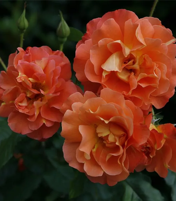 Rosa (Strauchrose) 'Westerland'