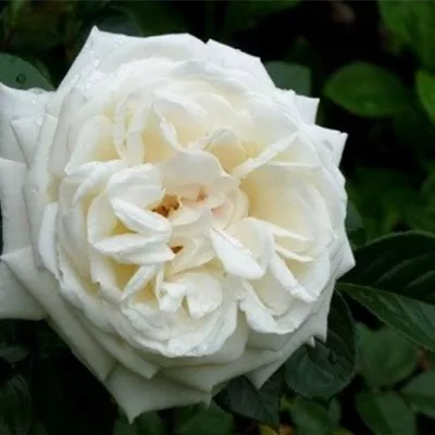 im Container - Strauchrose 'White Gold'® - Rosa (Strauchrose) 'White Gold' 