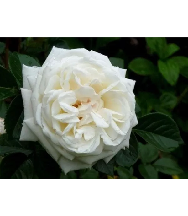 Rosa (Strauchrose) 'White Gold' 