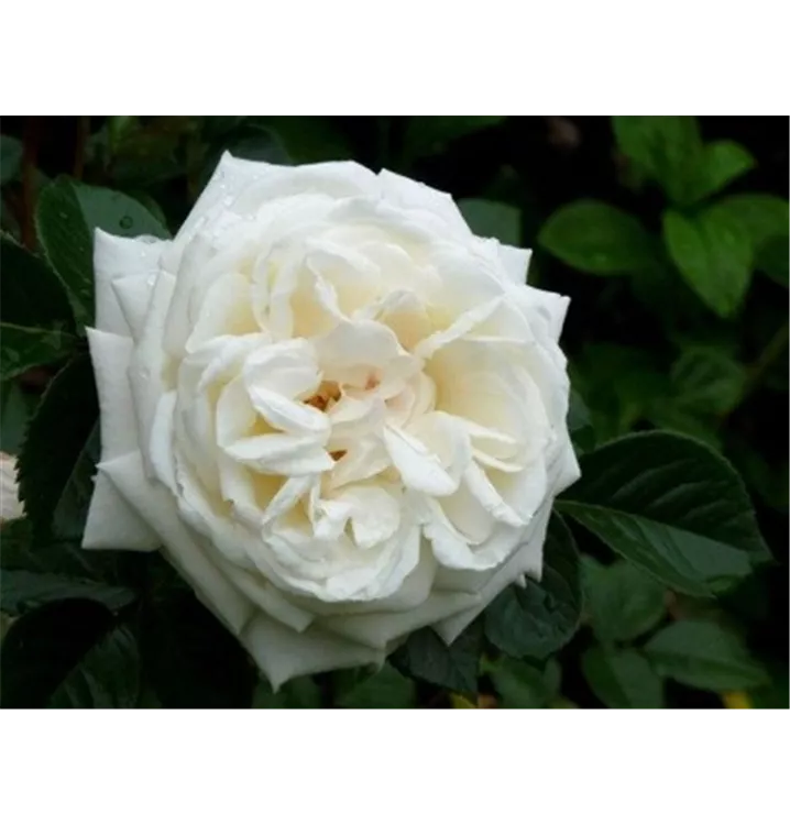 Strauchrose 'White Gold'® - Rosa (Strauchrose) 'White Gold' 