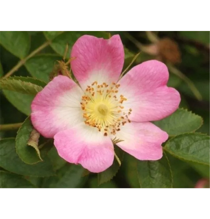 Rosa canina, Hundsrose