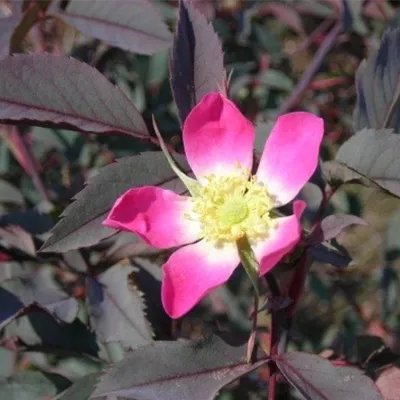 im Container - Bereifte Rose - Rosa glauca