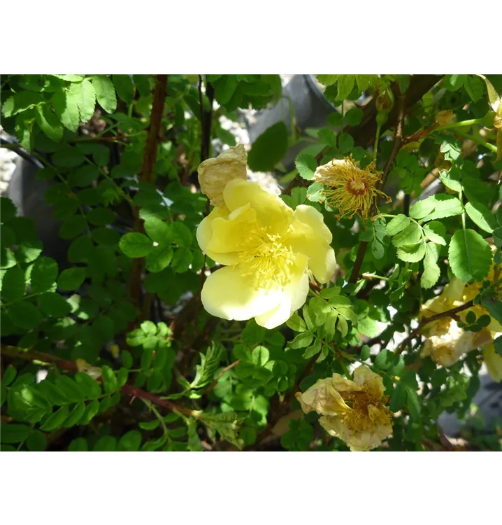 Gold-Rose - Rosa hugonis