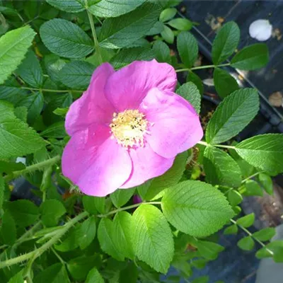im Container - Apfel-Rose - Rosa rugosa