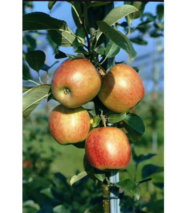 Malus (Apfel) 'Ariwa'