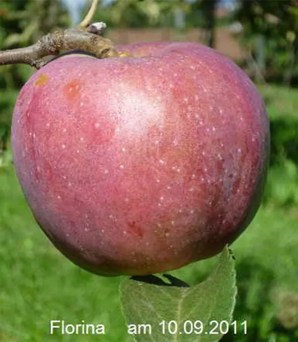 Malus (Apfel) 'Florina'