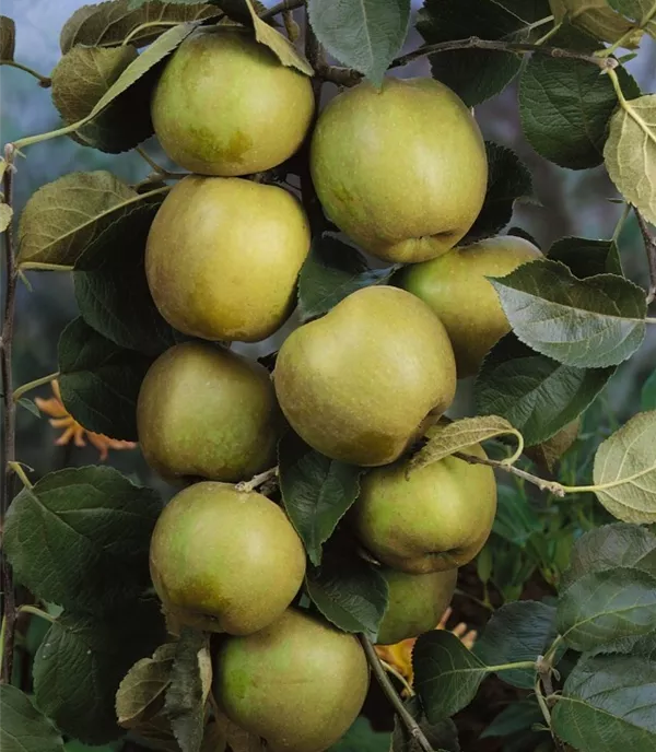 Malus (Apfel) 'Lederapfel'