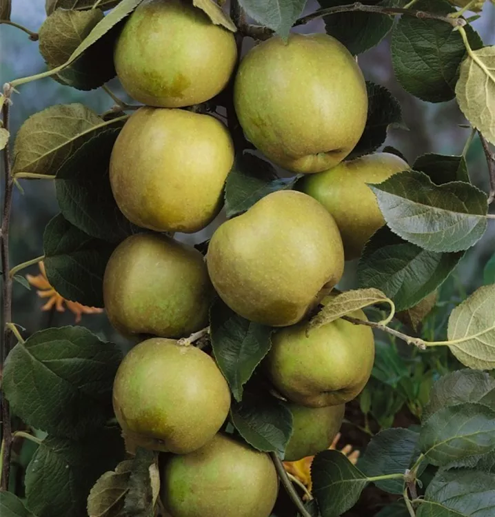 Apfel 'Lederapfel' - Malus (Apfel) 'Lederapfel'