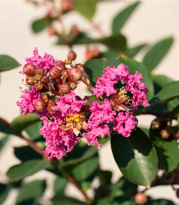 Lagerstroemia indica 'Rosea' - Collection