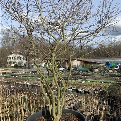 Liquidambar styraciflua 'Gumball' Collection, Amberbaum 'Gumball'