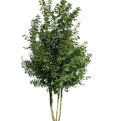 Sol Baum mehrst 5xv mDb 200-300 x 600- 700 - Spitzahorn - Acer platanoides - Collection