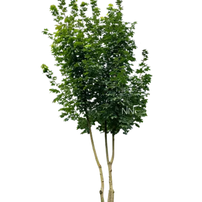 Sol Baum mehrst 5xv mDb 150-200 x 500- 600 - Spitzahorn - Acer platanoides - Collection
