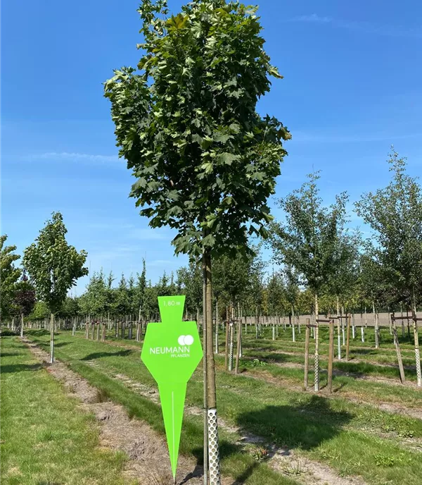 Acer platanoides 'Columnare' - Collection
