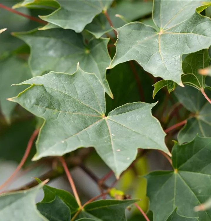 Kegelförmiger Bergahorn 'Negenia' - Acer pseudoplatanus 'Negenia' - Collection