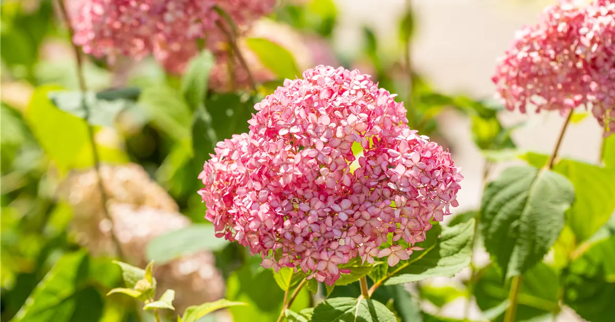 Hydrangea arbor.'Pink Annabelle' R Collection, Ballhortensie 'Pink