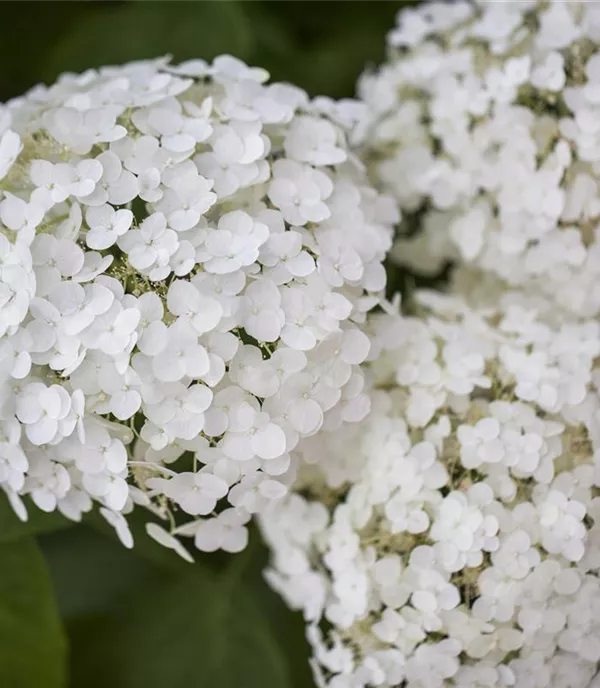 Hydrangea arbor.'Strong Annabelle' -R- - Collection