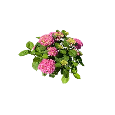 Bauernhortensie 'Bouquet Rose' – Winterharte Hortensie, 30–40 Cm, Im Container, Blüte Juli–September, Große Ballblüten Hellrosa Bis Blau (je Nach Boden), Extra Starke Pflanze