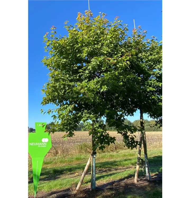Liquidambar formosana 'Ellen' Collection, Chin.Amberbaum