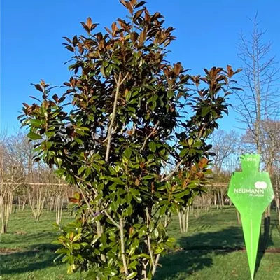 H 4xv mDb 18- 20 - Immergrüne Magnolie - Magnolia grandiflora 'Nantais' - Collection