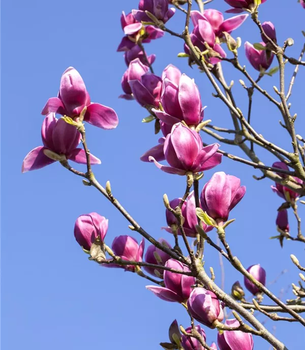 Magnolia liliiflora 'Nigra' - Collection