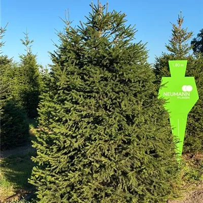 Sol 5xv mDb 275- 300 - Rotfichte - Picea abies - Collection