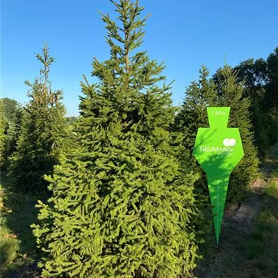 Sol 5xv mDb 300- 350 - Rotfichte - Picea abies - Collection