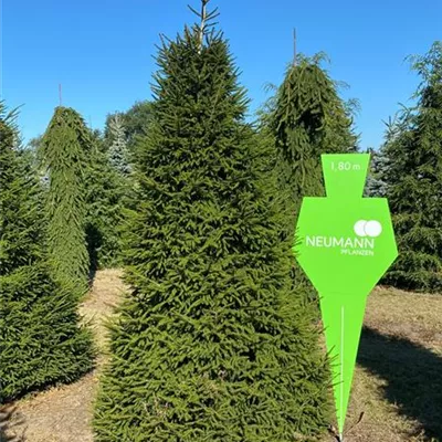 Sol 5xv mDb 300- 350 - Rotfichte - Picea abies - Collection