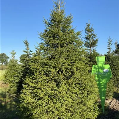 Sol 5xv mDb 350- 400 - Rotfichte - Picea abies - Collection