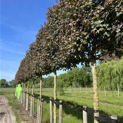 Spalier H 4xv mDb 20- 25 - Feldahorn 'Red Shine' - Acer campestre 'Red Shine' - Collection