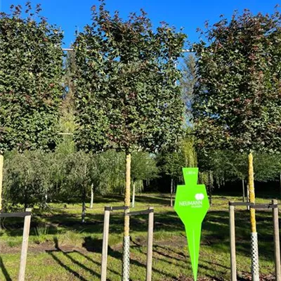 Spalier H 5xv mDb 25- 30 - Feldahorn 'Red Shine' - Acer campestre 'Red Shine' - Collection