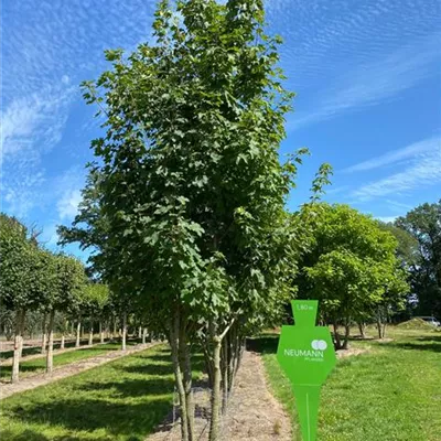 Sol Baum mehrst 4xv mDb 200-300 x 500- 600 - Bergahorn - Acer pseudoplatanus - Collection