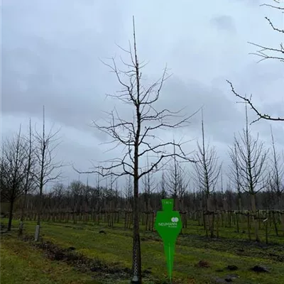 Sol Baum 5xv mDb 150-200 x 500-700 30- 35 - Fächerblattbaum - Ginkgo biloba - Collection