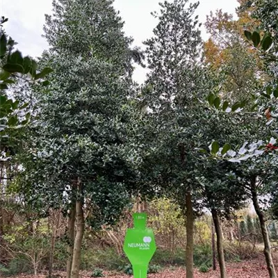 Sol Baum 5xv mDb 35- 40 - Gemeine Stechpalme - Ilex aquifolium - Collection