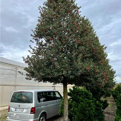 Sol Baum 7xv mDb 50- 60 - Gemeine Stechpalme - Ilex aquifolium - Collection