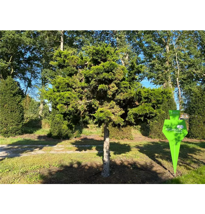 Dunkelgr.Zypressen-Wacholder - Juniperus virginiana 'Canaertii' - Collection