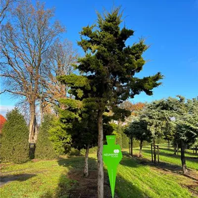 Charakterbaum 5xv mDb 50- 60 - Dunkelgr.Zypressen-Wacholder - Juniperus virginiana 'Canaertii' - Collection