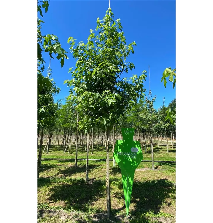 Liquidambar styraciflua 'Lane Roberts' Collection, Amberbaum 'Lane